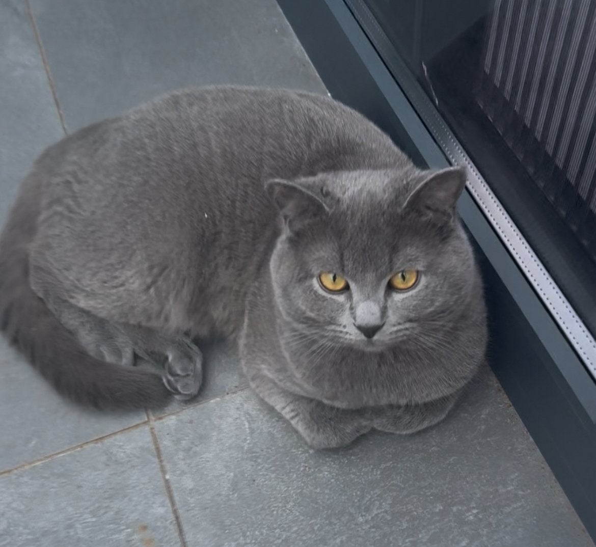 Dekkater Britse Korthaar, Dieren en Toebehoren, Katten en Kittens | Raskatten | Korthaar, Kater, 0 tot 2 jaar, Gechipt, Ontwormd