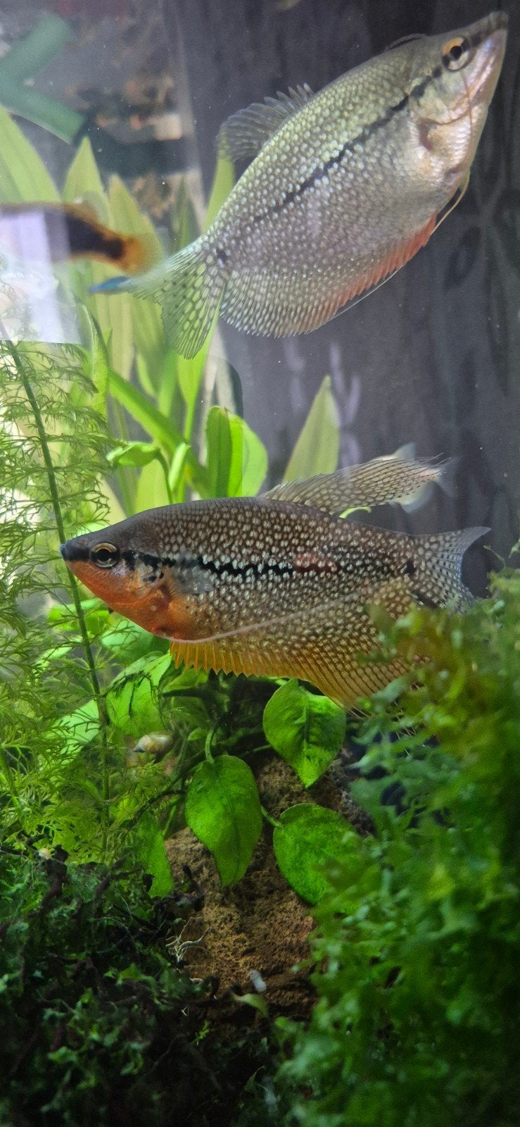 Aangeboden koppel diamant gourami., Dieren en Toebehoren, Vissen | Aquariumvissen, Vis, Zoetwatervis