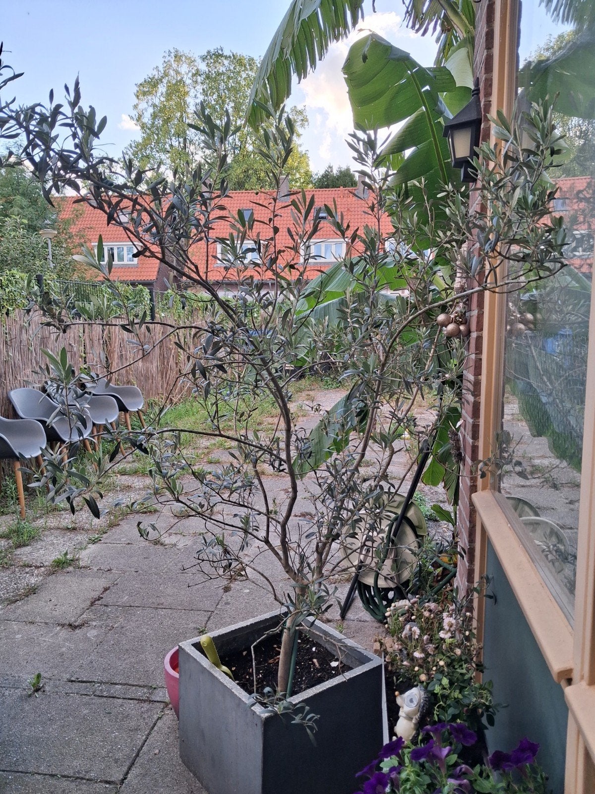 Prachtige winterharde olijfboom met olijven, 80 euro vast., 100 tot 250 cm, Olijfboom, Ophalen, Volle zon