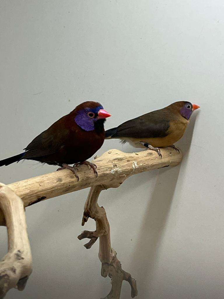 1-1 Granaat Astrilde, Meerdere dieren, Tropenvogel, Geringd