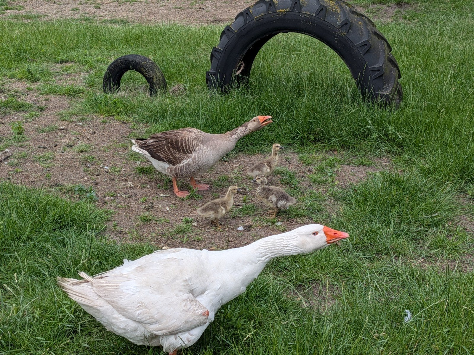Jong gansje, geboren op 2 juni 2026, Dieren en Toebehoren, Pluimvee, Meerdere dieren, Gans of Zwaan