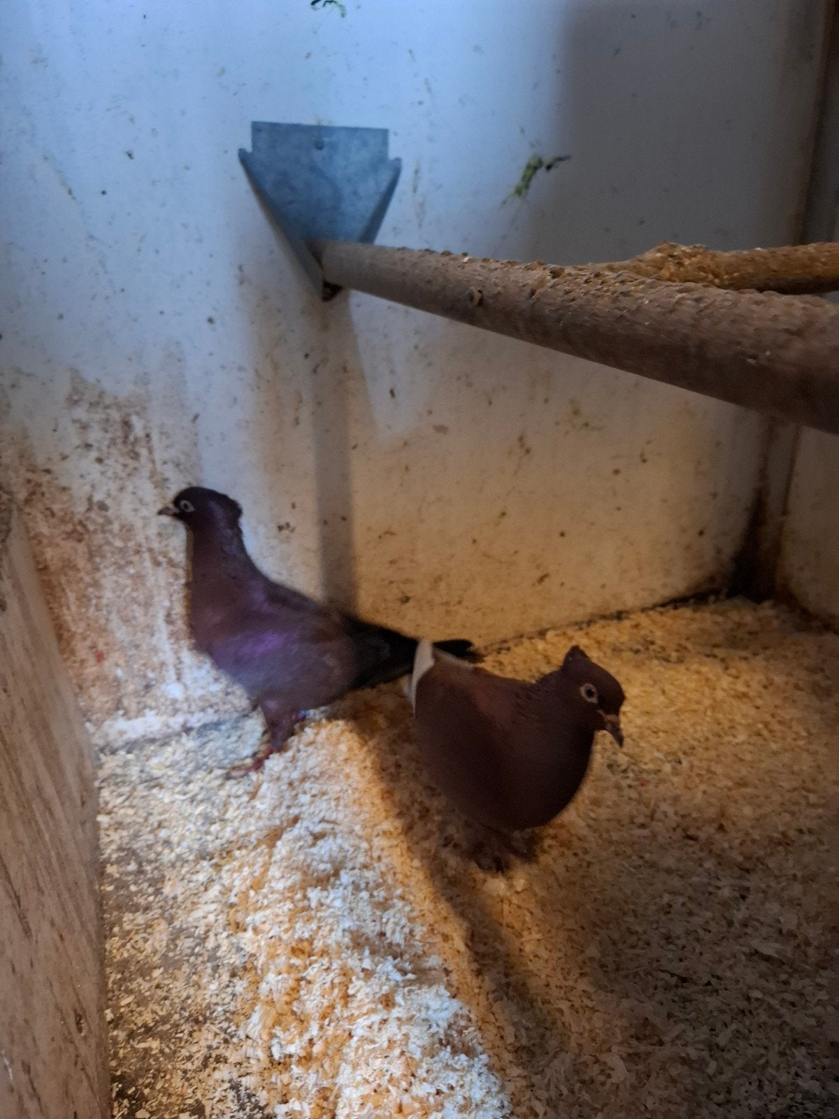 Koppel vinkduiven, Dieren en Toebehoren, Meerdere dieren