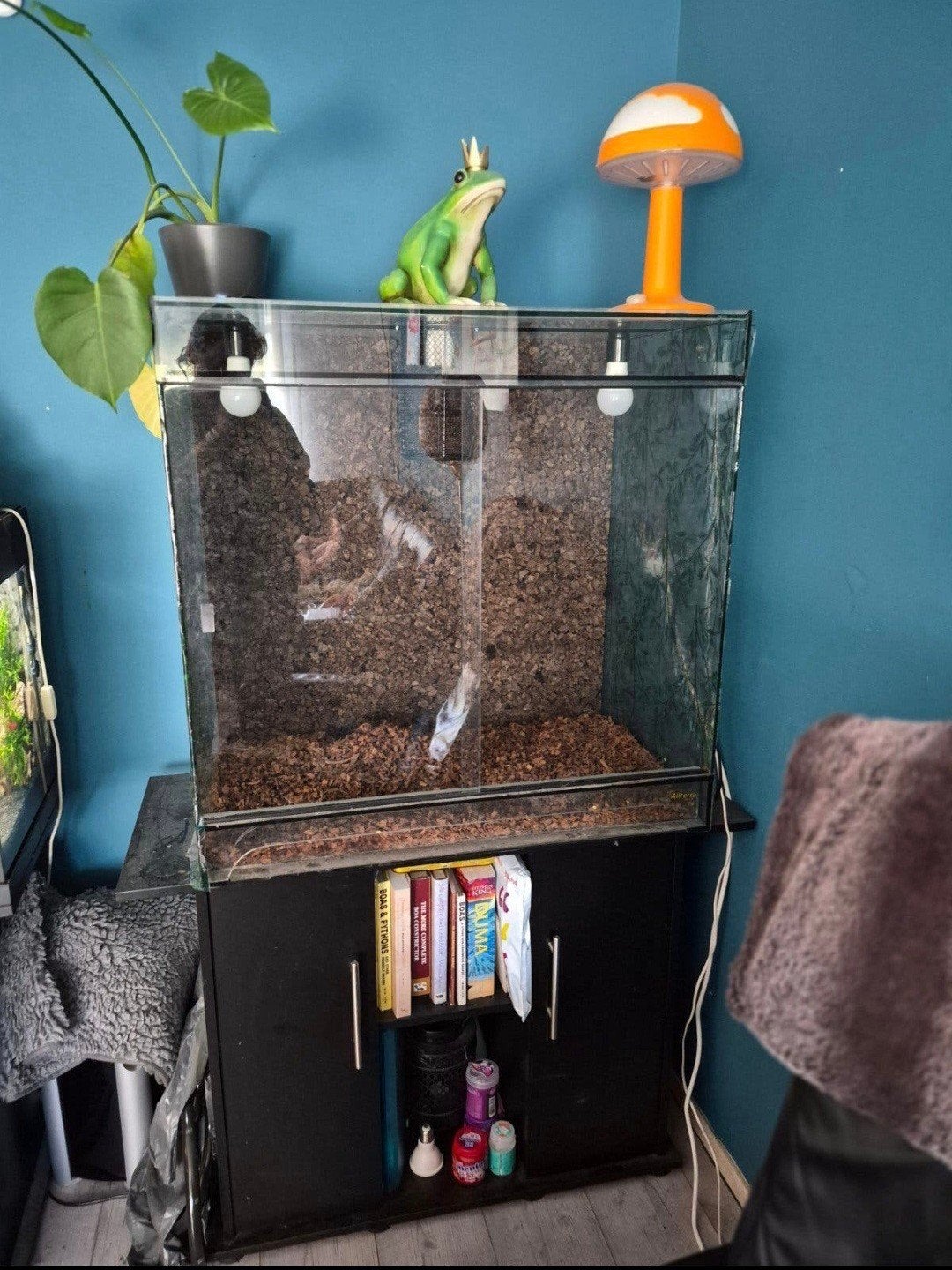 Te Koop: Terrarium 80x75x50, Ophalen, Gebruikt, Terrarium of Paludarium