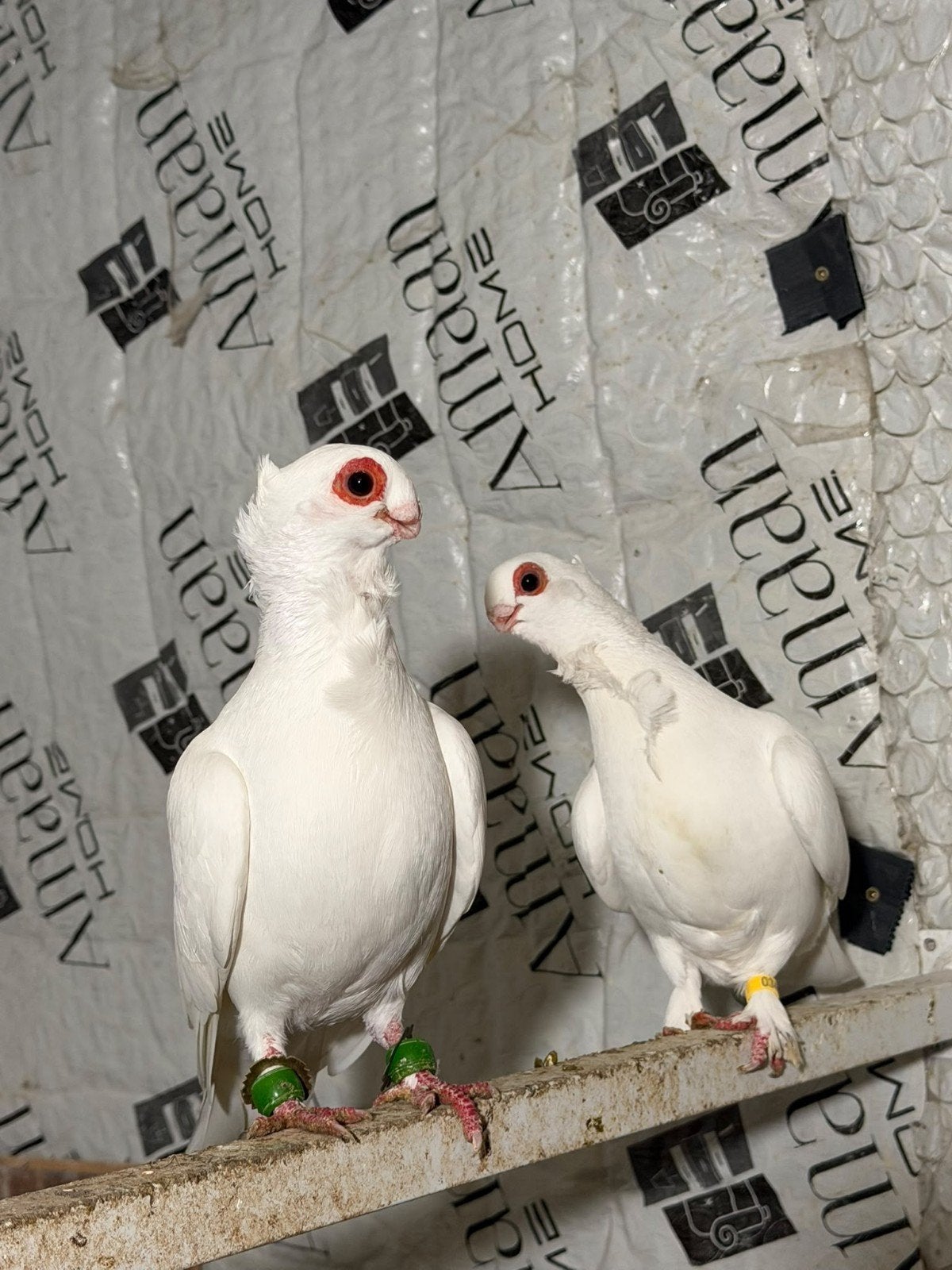 Prachtige vogels te koop, Meerdere dieren