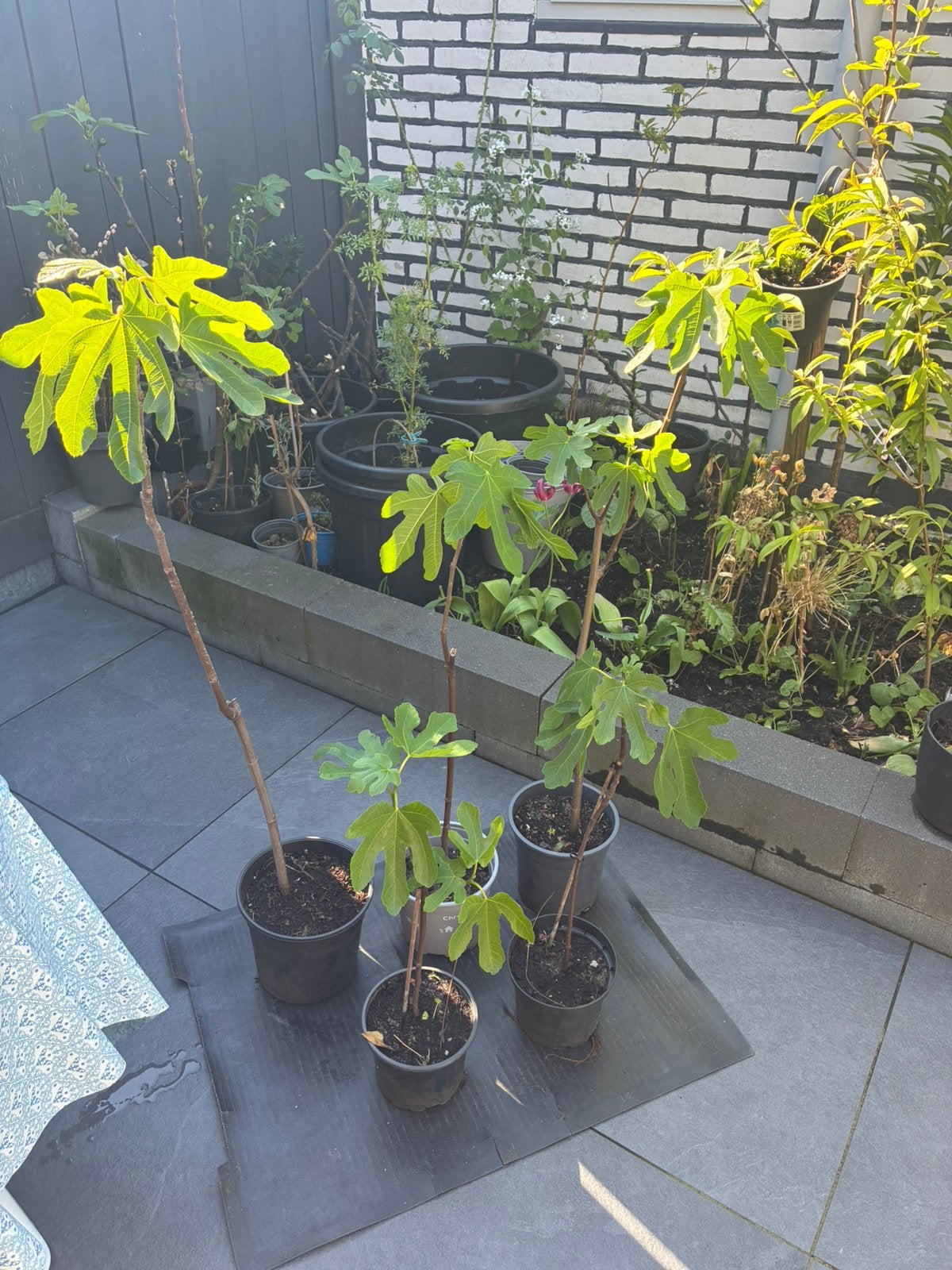 Vijgen boom, Volle zon, Bloeit niet, Minder dan 100 cm, Overige soorten