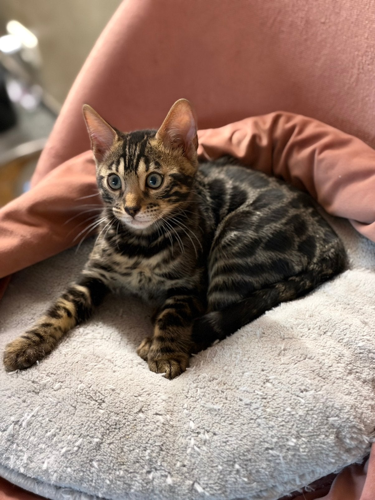 Bengaal kittens met stamboom, Dieren en Toebehoren, Meerdere dieren, Met stamboom, 0 tot 2 jaar