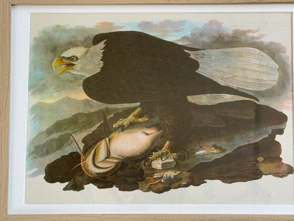 1947 Groot - Zee Arend - Bald Eagle P0866-06, Ophalen of Verzenden, Ets, 1800 - 1899