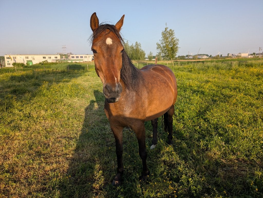E-pony, Dieren en Toebehoren, Pony's, Merrie, Zadelmak, E pony (1.48m - 1.57m), Recreatiepony, 7 tot 10 jaar, Met stamboom, Ontwormd