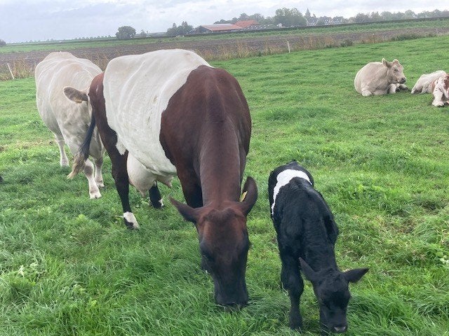 lakenvelder met kalfje en pink, Dieren en Toebehoren, Vrouwelijk, 0 tot 2 jaar