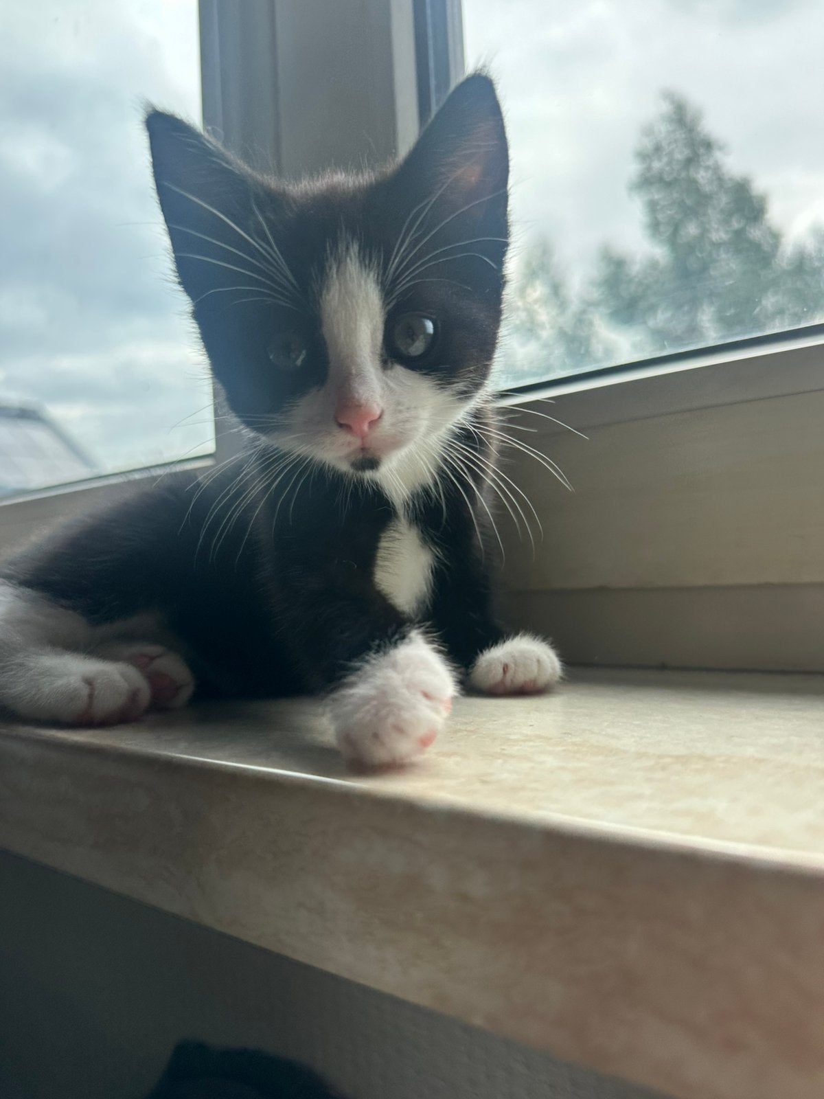 Kittens