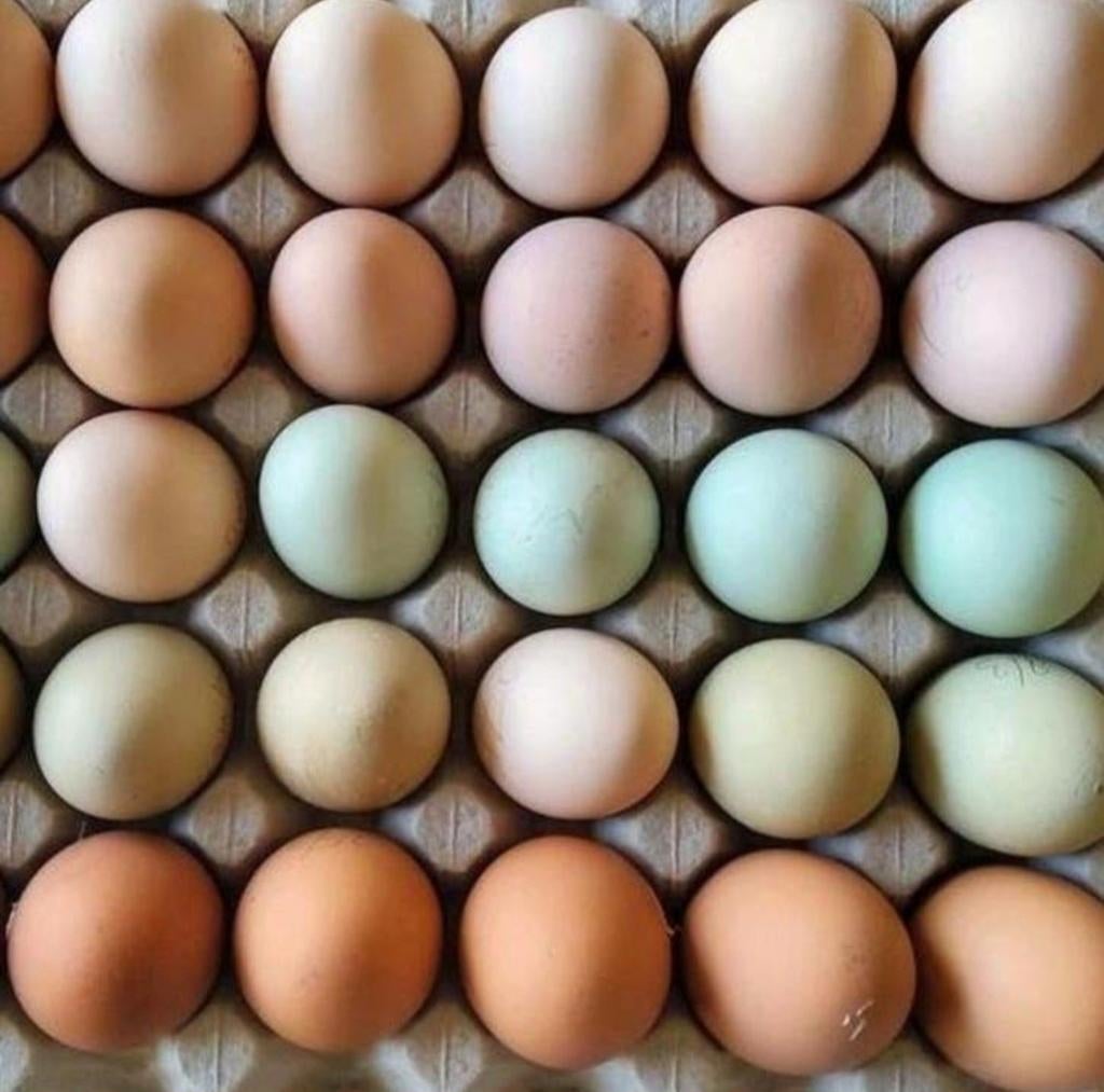 Kleurlegger x brahma broedeieren, Ophalen, Nieuw, Kippenhok of Kippenren