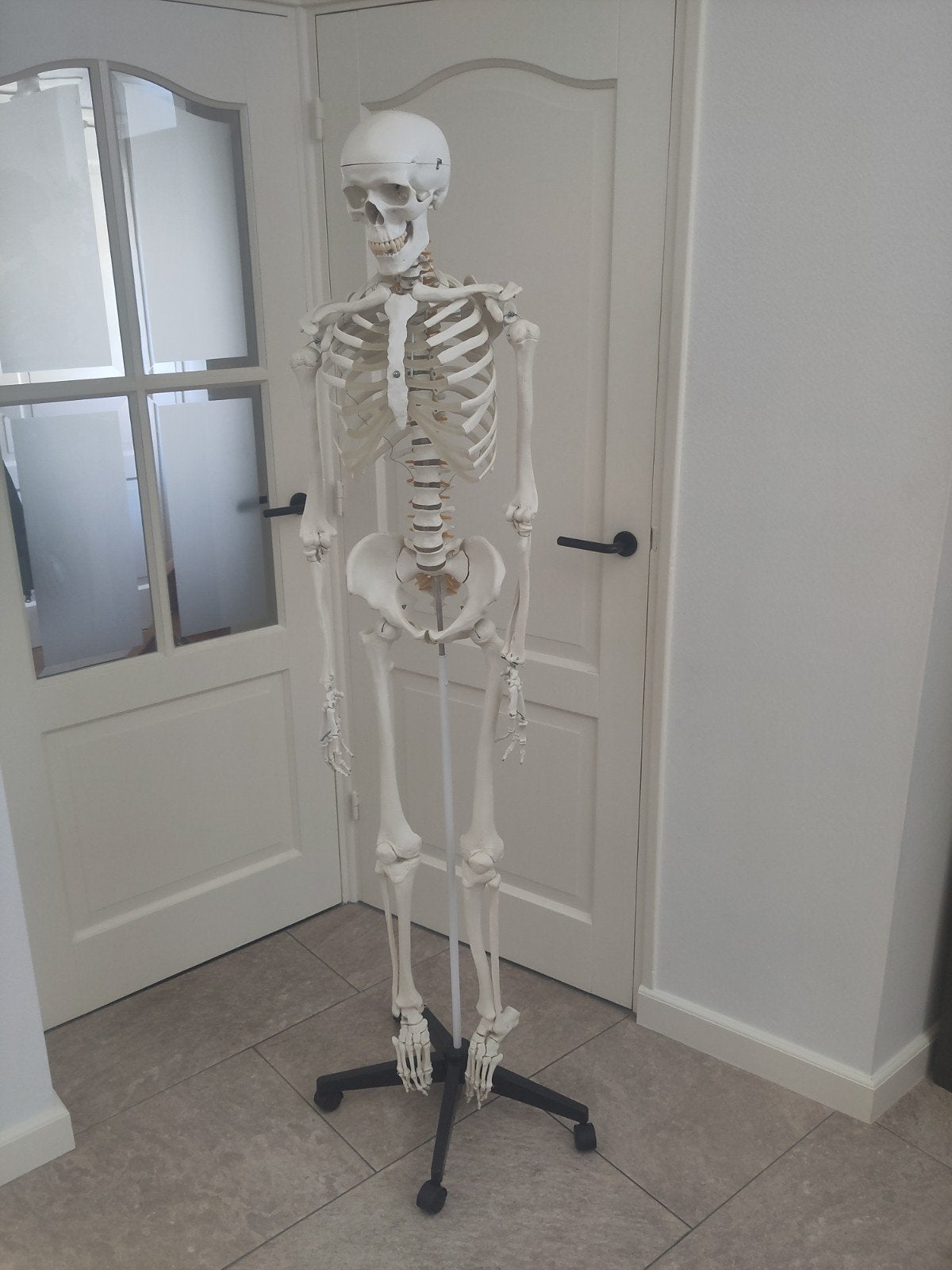Anatomisch kunststof skelet mens 180 cm, Ophalen