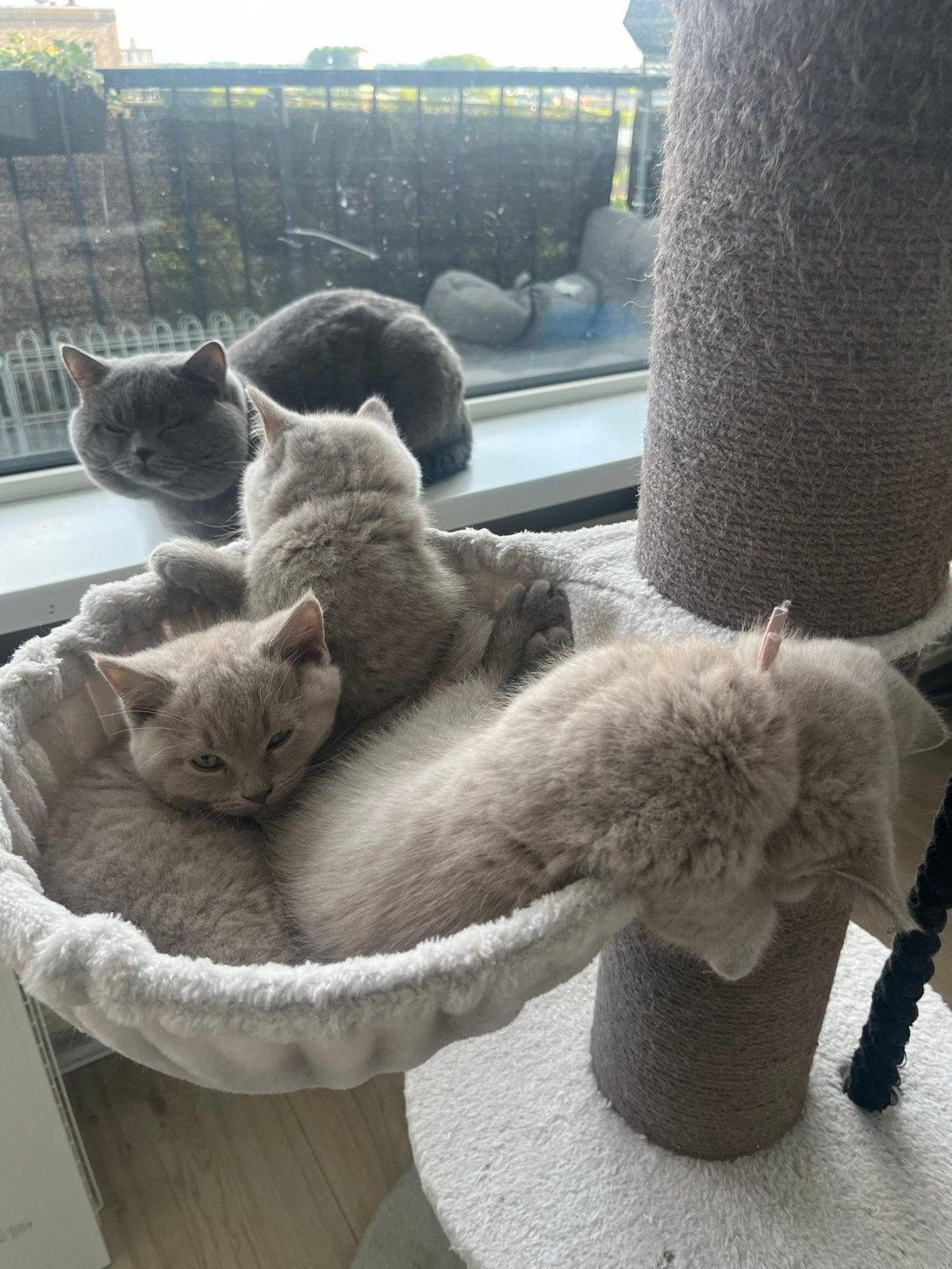 Britse korthaar kittens lilac/fawn, Meerdere dieren, Kortharig, 0 tot 2 jaar