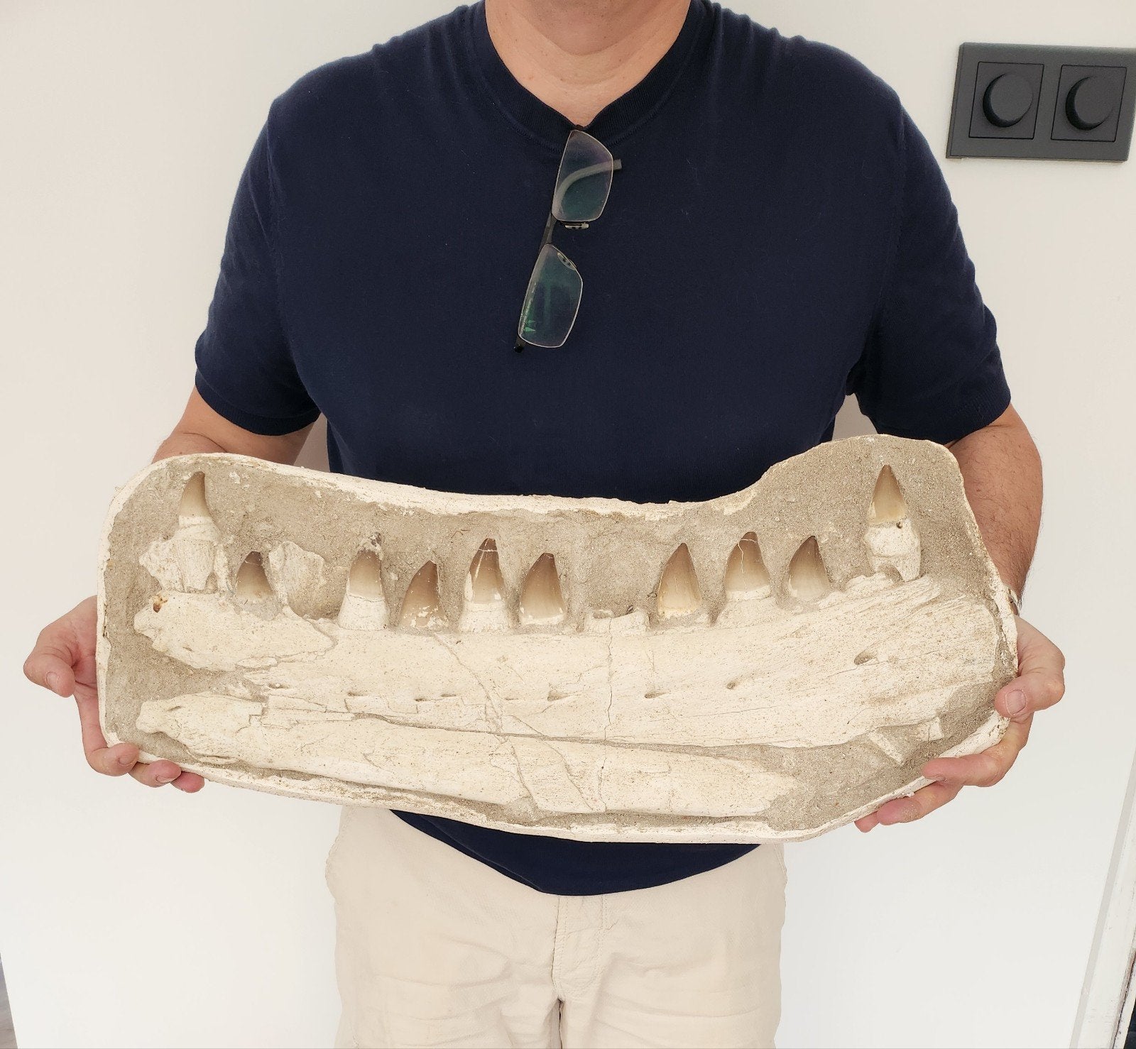 Grote mosasaurus kaak, 55 cm, Verzamelen, Ophalen of Verzenden, Fossiel