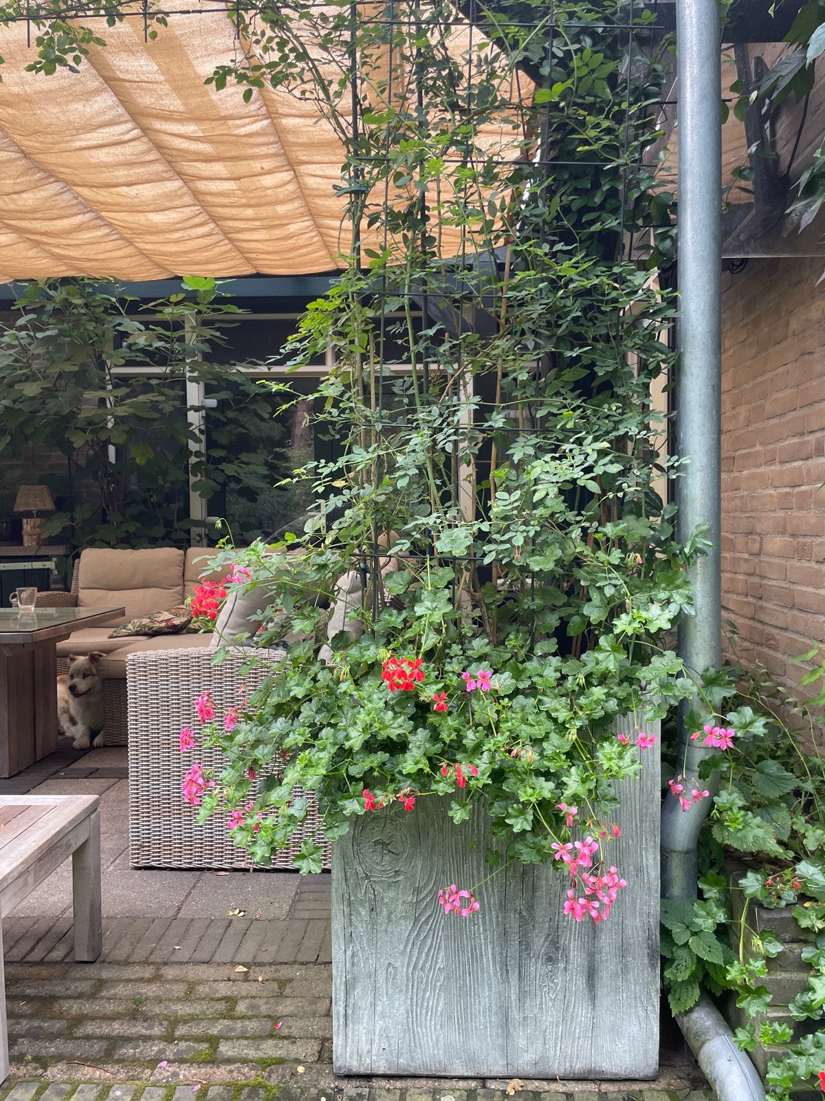 Grote plantenbak houtnerfstructuur incl, planten, Ophalen, Gebruikt, 60 tot 100 cm, Beton