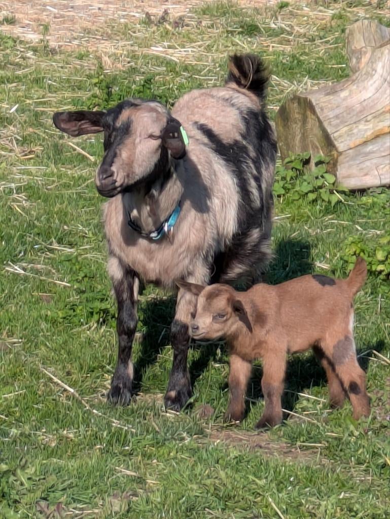 Prachtige hoornloze meisjes, Dieren en Toebehoren, Schapen, Geiten en Varkens, Vrouwelijk, Geit