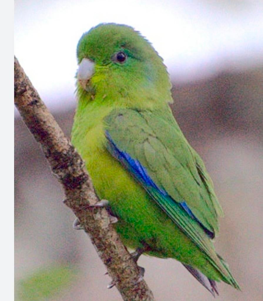GEZOCHT: Muspapegaaien wildkleur groen, Meerdere dieren, Parkiet