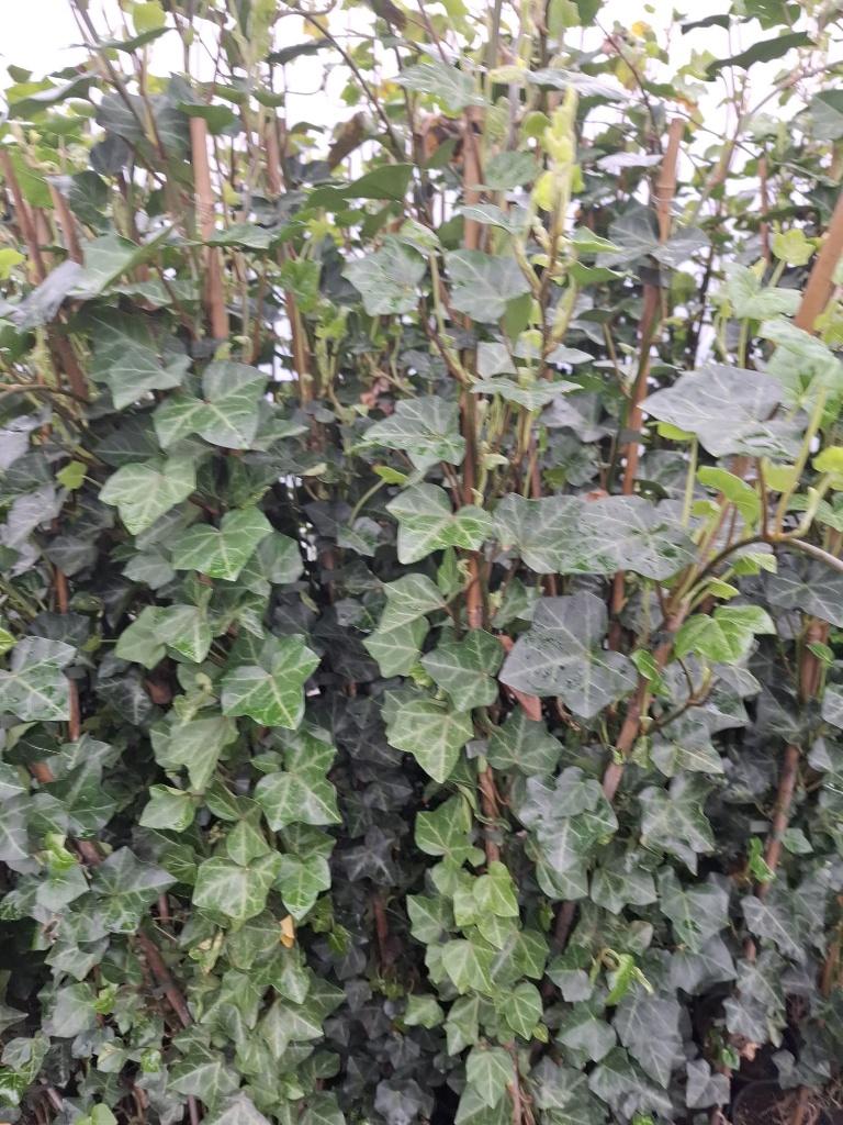 Hedera Hibernica Klimop 150/160 cm, Ophalen, Vaste plant, Bloeit niet, Halfschaduw