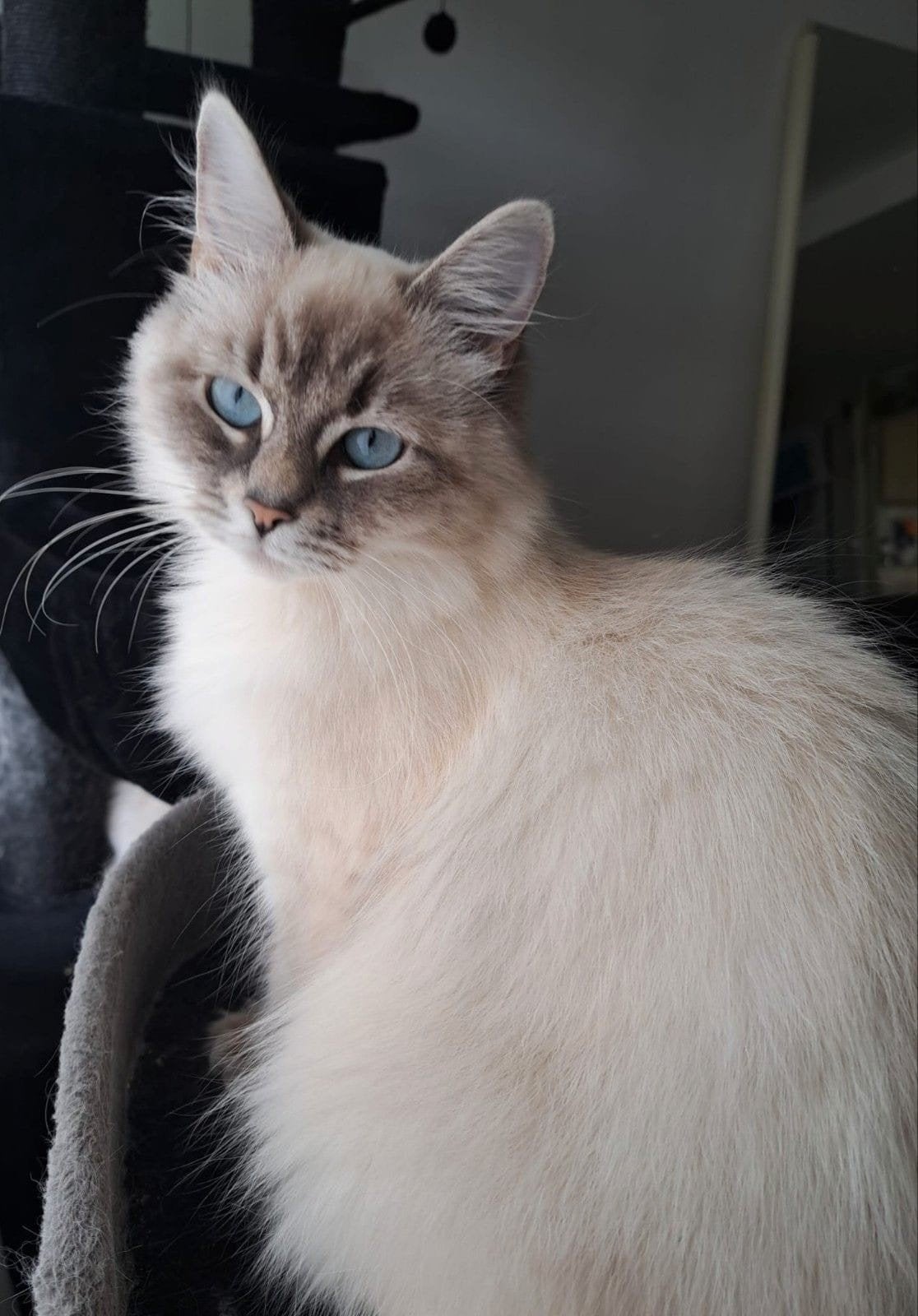 Siberische Neva Masquerade poes Bonita️, Dieren en Toebehoren, Poes, Gechipt, 3 tot 5 jaar