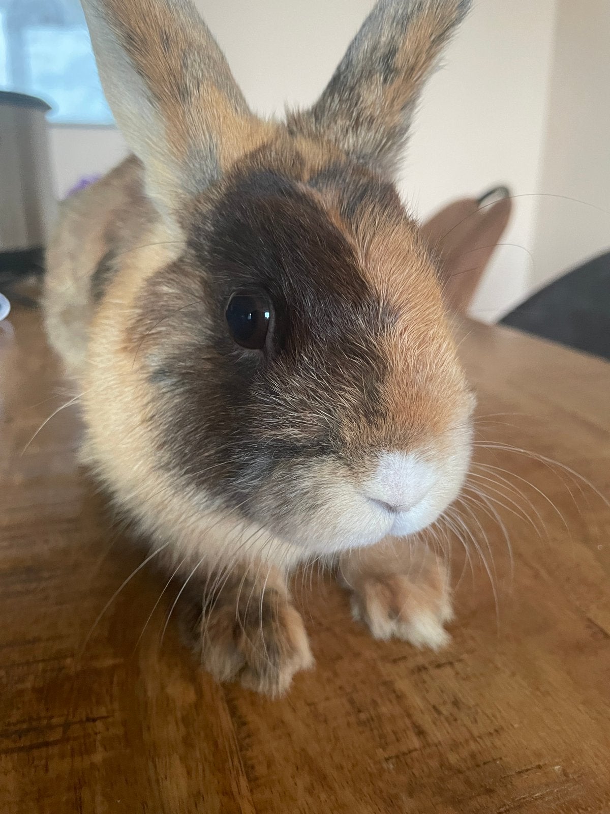 Prachtig lief tam konijn te koop zoekt een warm thuis, Dieren en Toebehoren, Mannelijk, Dwerg, 0 tot 2 jaar