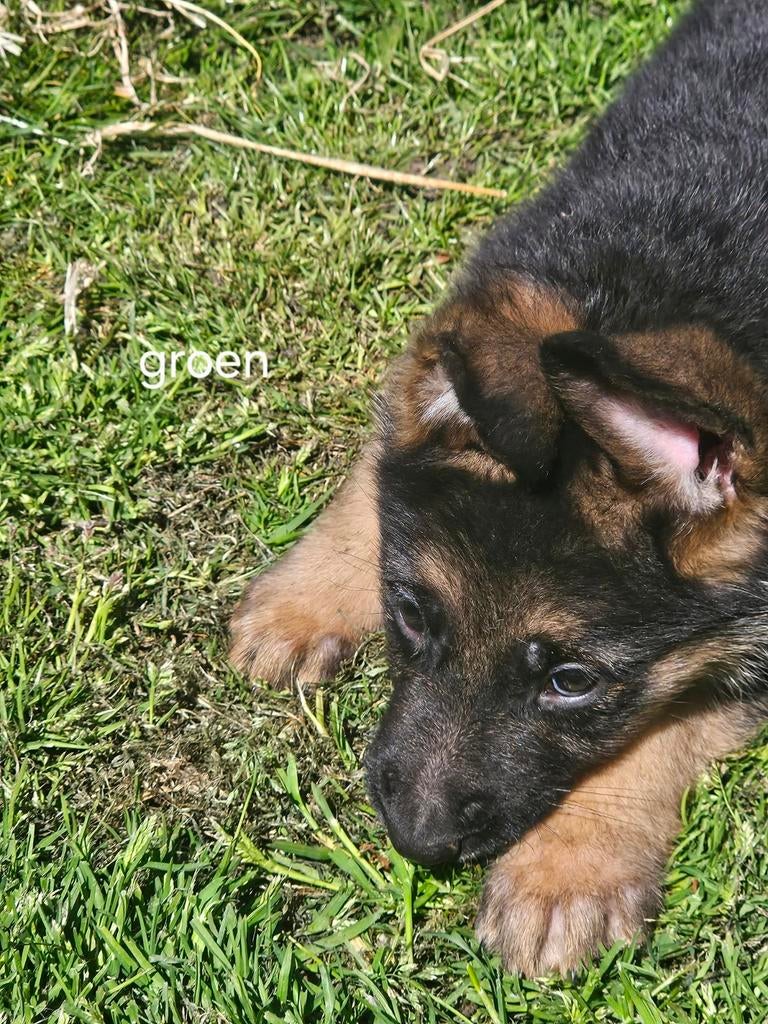 Nest duitse herder pups, Dieren en Toebehoren, 8 tot 15 weken, Meerdere, Meerdere dieren, Herder