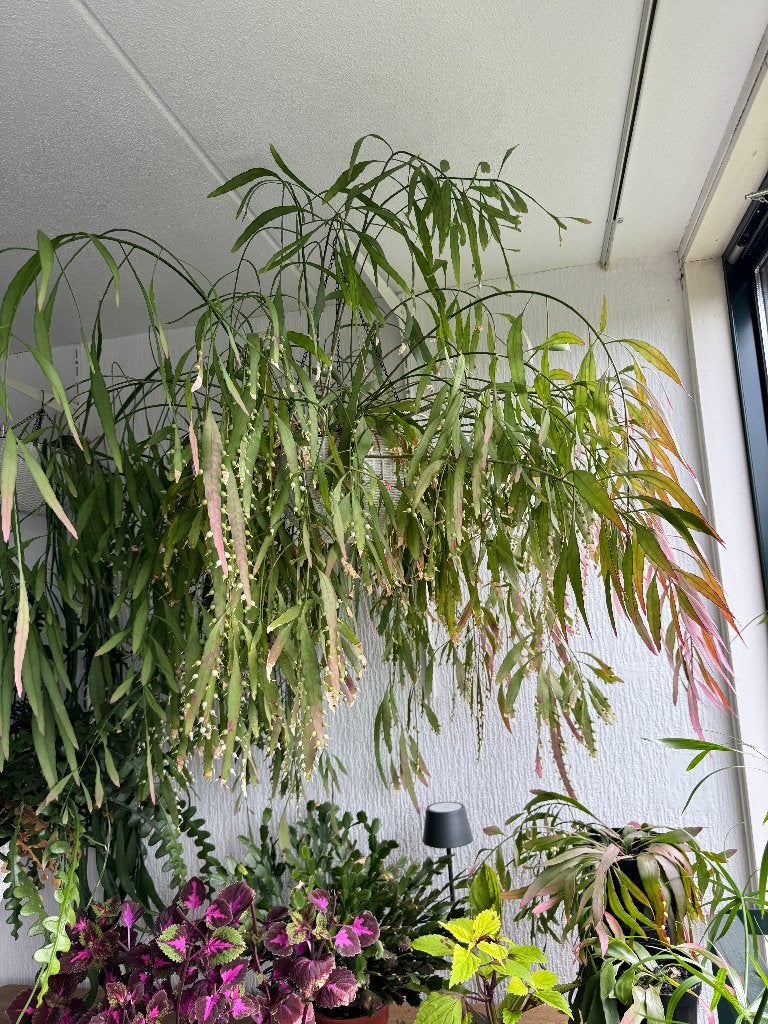 Pseudorhipsalis Ramulosa 'Red Coral', Ophalen, In pot, Volle zon, Minder dan 100 cm