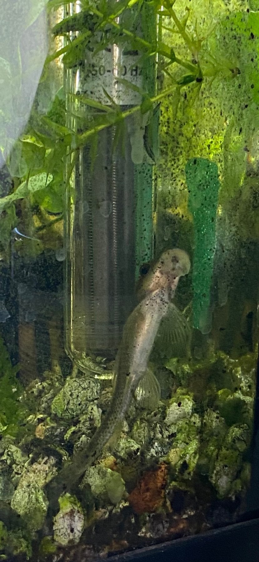 Gratis algeneter, Dieren en Toebehoren, Vissen | Aquariumvissen, Vis