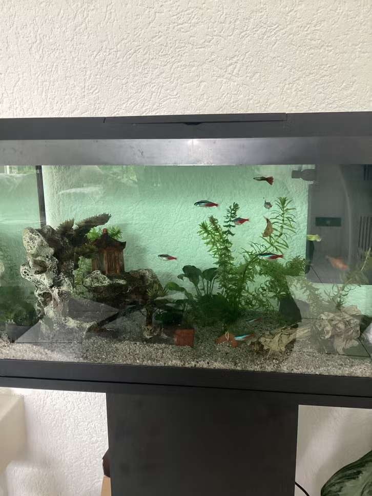 aquarium compleet, Ophalen, Overige merken, Inclusief vissen, Gevuld zoetwateraquarium