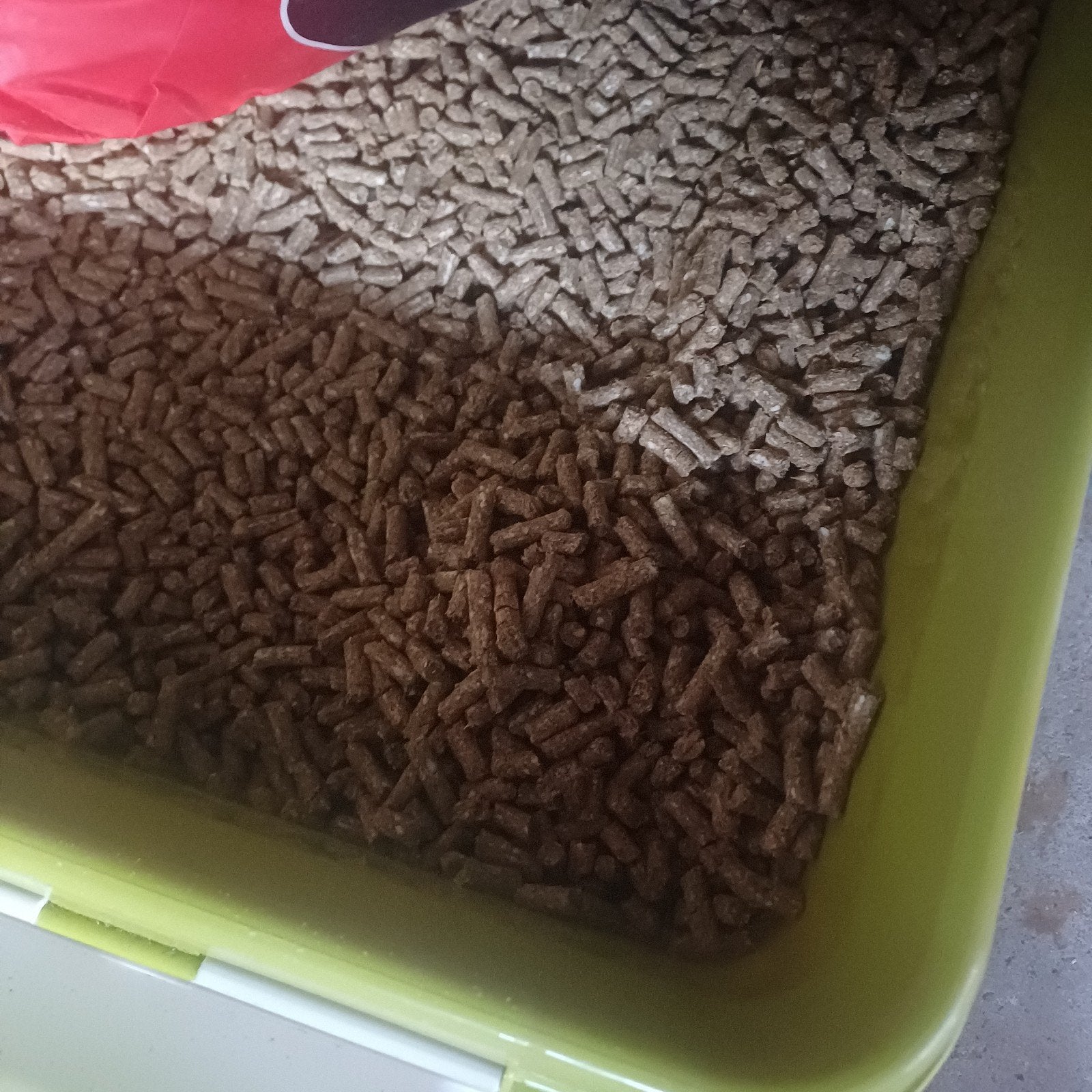 Merrie brok en pavo performance, Dieren en Toebehoren, Ophalen