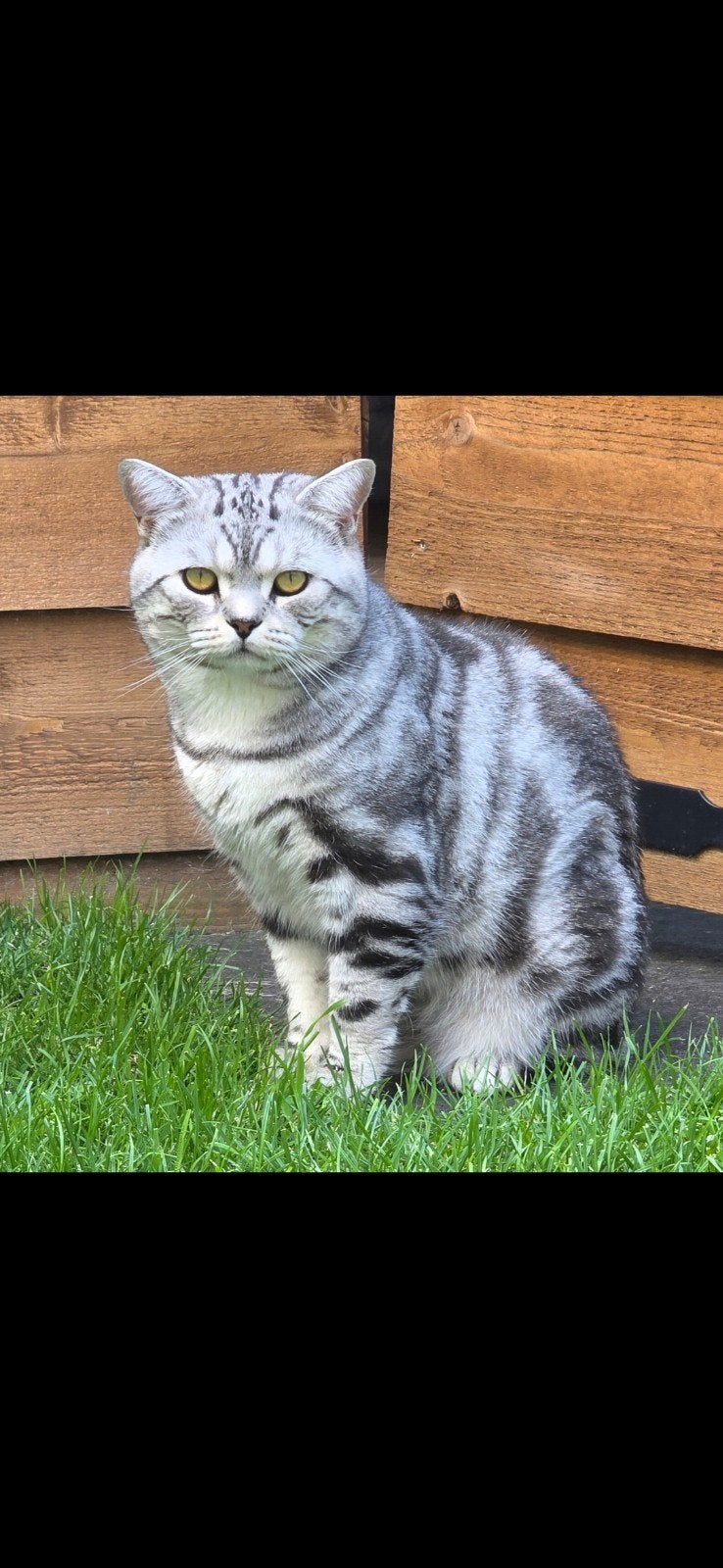 Britse korthaar black silver tabby blotched dekkater, 0 tot 2 jaar