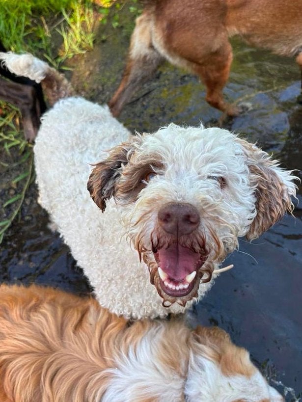 Benji lieve Lagotto Romagnolo (Italiaanse waterhond), Reu, 1 tot 2 jaar, Parvo, Eén hond
