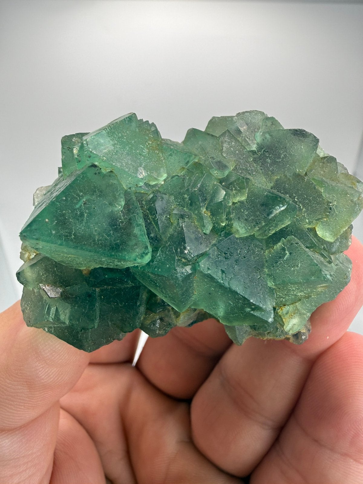 Fluoriet Riemvasmaak, Ophalen of Verzenden