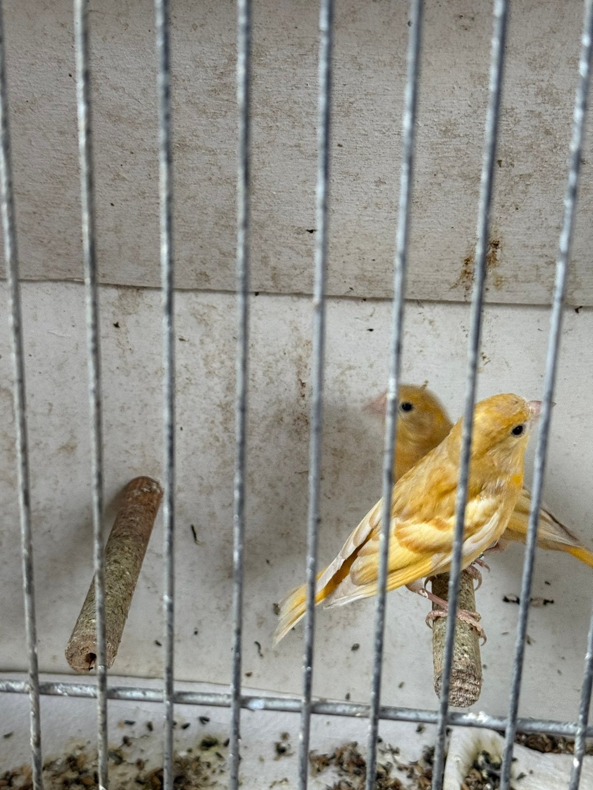 Sijs x Kanarie, Dieren en Toebehoren, Geslacht onbekend, Wildzangvogel, Geringd