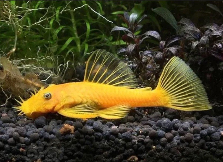 L144 - Ancistrus Temminckii gold blue eyes 3-4 cm, Dieren en Toebehoren, Vis, Zoetwatervis