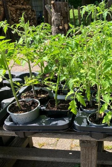 Mooi gezonde tomaten planten BIOLOGISCH, Tuin en Terras, Planten | Tuinplanten, Ophalen, Eenjarig, Groenteplanten, Volle zon