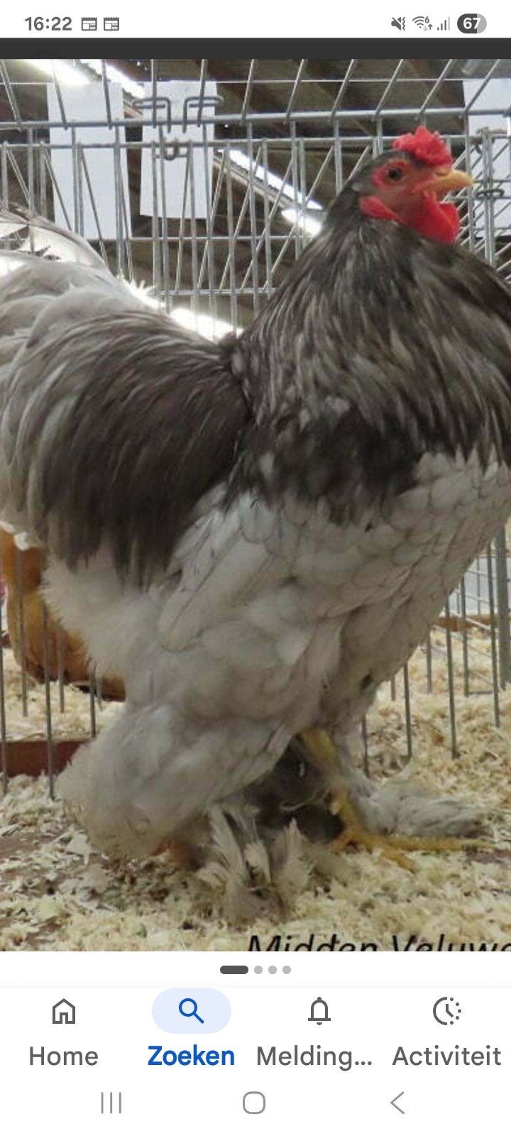 Blauwe brahma xxl, Dieren en Toebehoren, Meerdere dieren, Kip