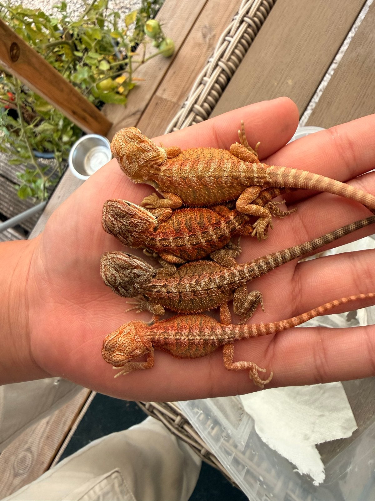 Baby baardagaam Bearded Dragon photo 4