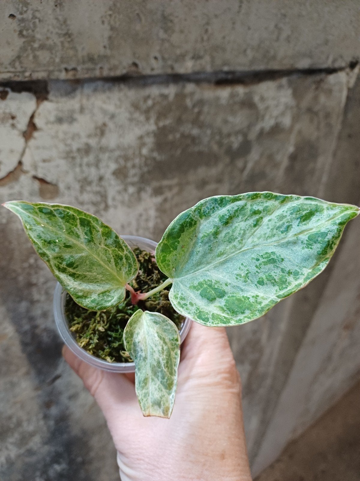 Anthurium silver blush mint, Ophalen of Verzenden, Halfschaduw, Minder dan 100 cm