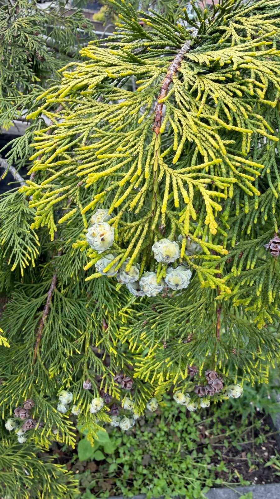 Nootka cipres (Cupressus nootkatensis) GRATISS, Volle zon, Vaste plant, Bloeit niet, Ophalen