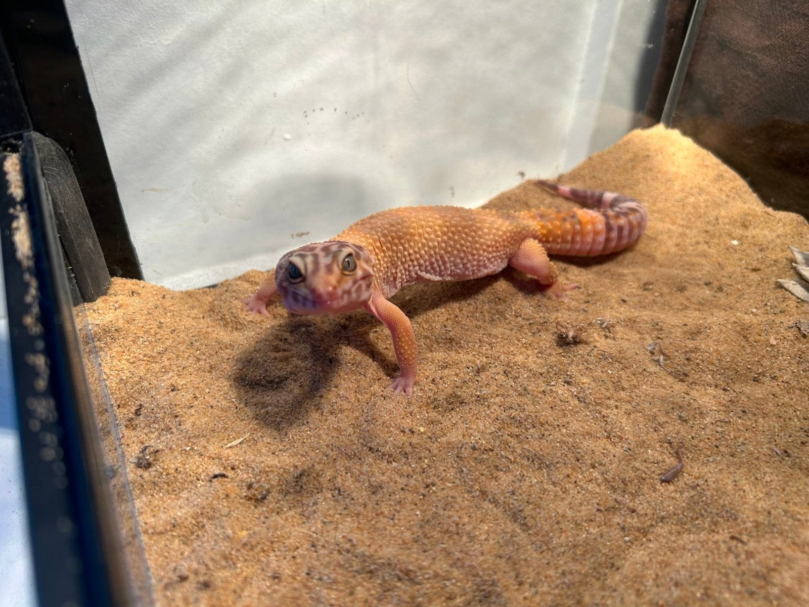 Luipaardgekko vrouwtje, Dieren en Toebehoren, Reptielen en Amfibieën, Hagedis, 0 tot 2 jaar