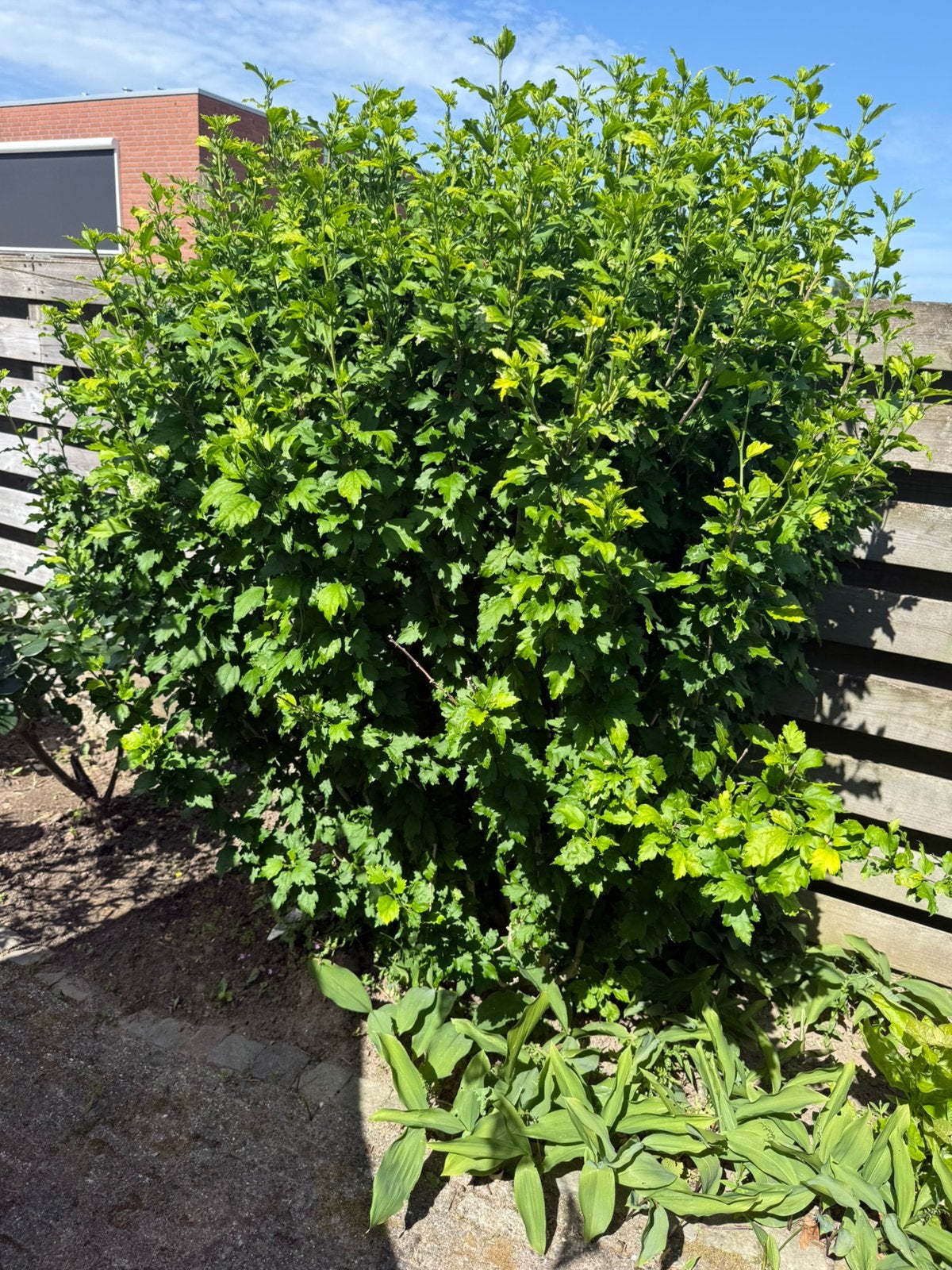 Hibiscus struik, Ophalen, Overige soorten, 100 tot 250 cm