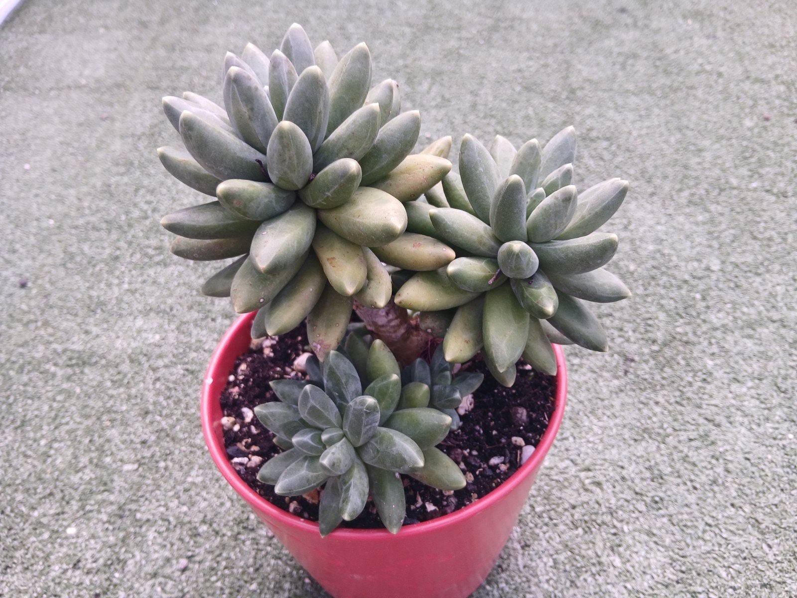 Vetplant succulent, Ophalen of Verzenden, Halfschaduw, Minder dan 100 cm