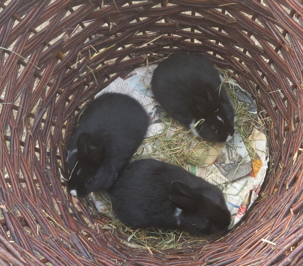 Dwergkonijnen, Dieren en Toebehoren, Konijnen, Meerdere dieren
