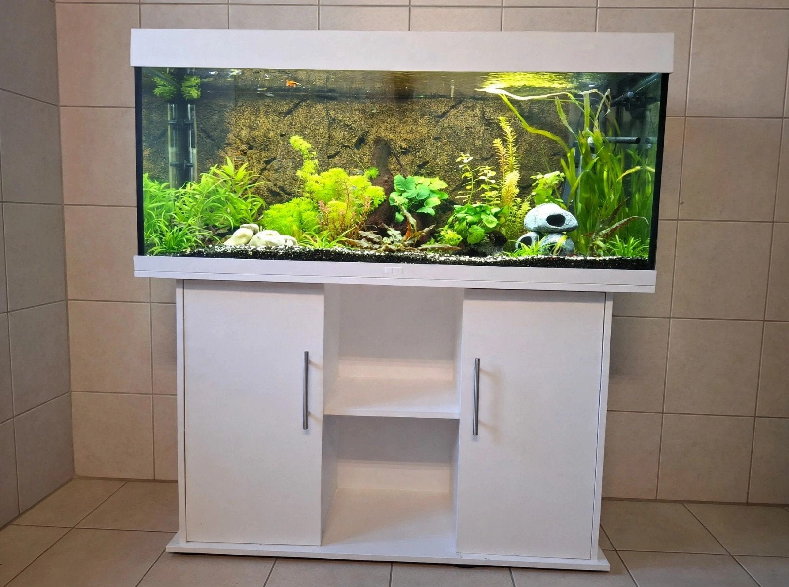 Juwel Rio 240, Ophalen, Juwel, Inclusief toebehoren, Gevuld zoetwateraquarium
