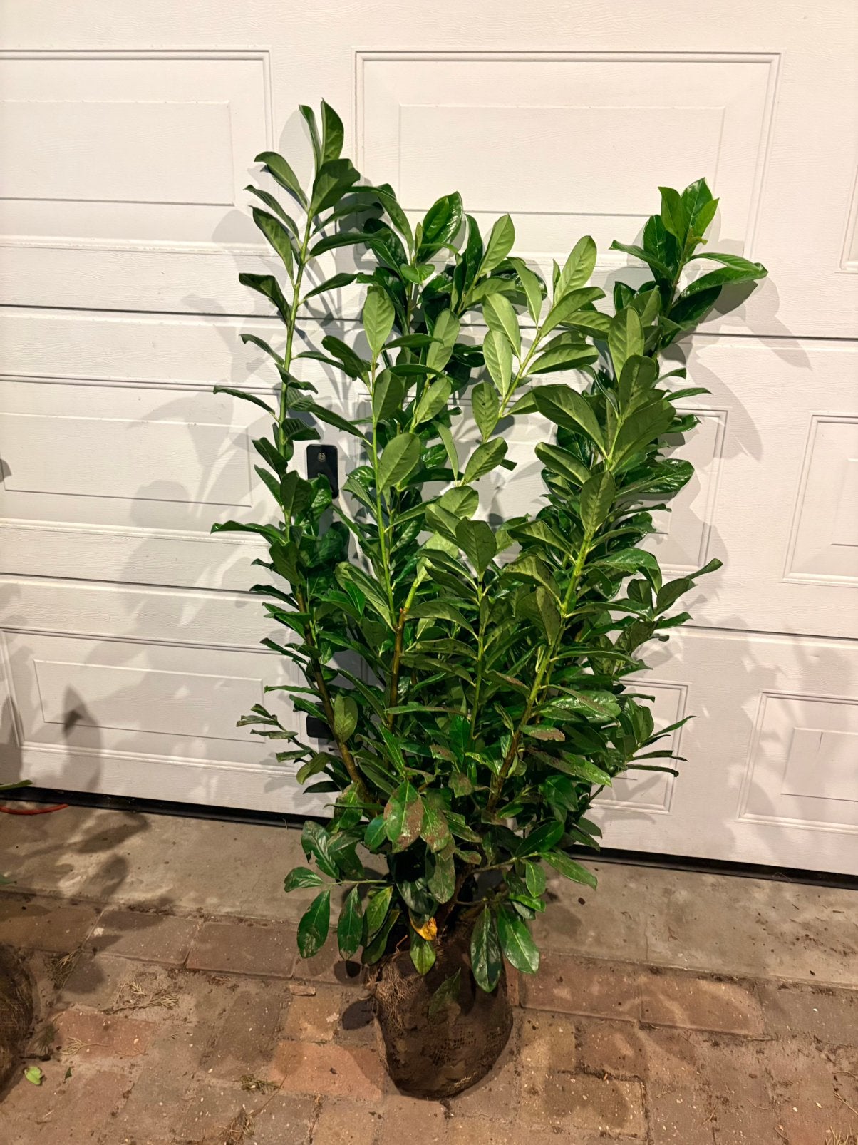 Prunus laur novita. Sterke laurier. Verschillende maten, Tuin en Terras, Ophalen of Verzenden, Laurier, 100 tot 250 cm