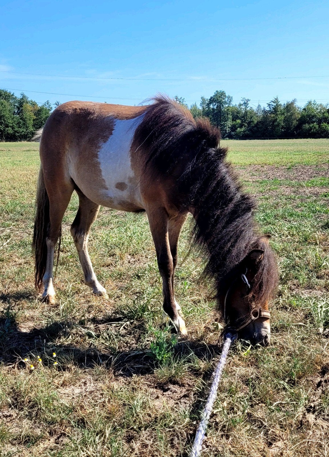 Tekoop mooie grote shetlander merrie, Merrie, 0 tot 2 jaar, A pony (tot 1.17m), Gechipt