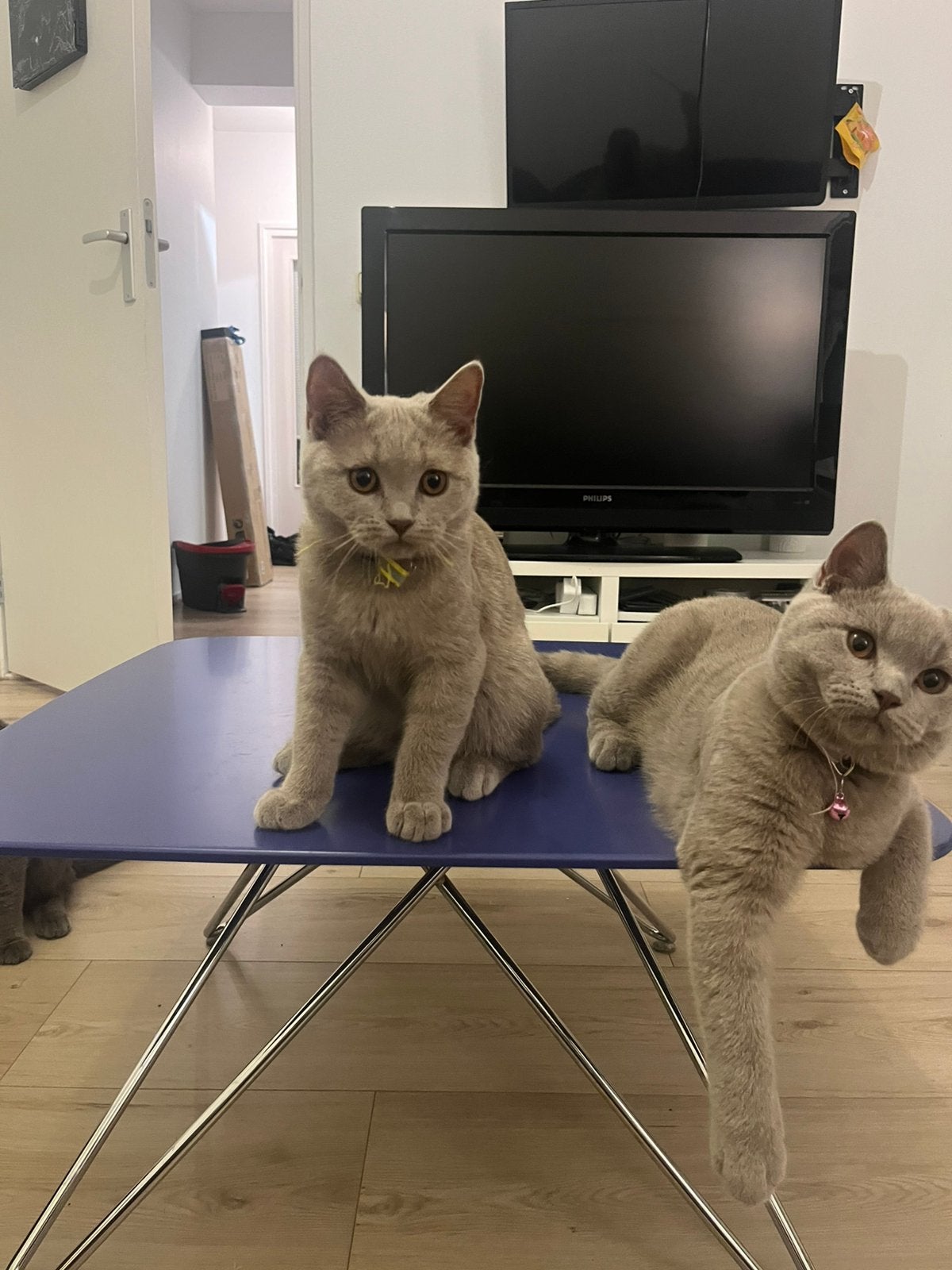 Britse korthaar kittens 4MND *nog 2 over*, Meerdere dieren, Ontwormd, 0 tot 2 jaar