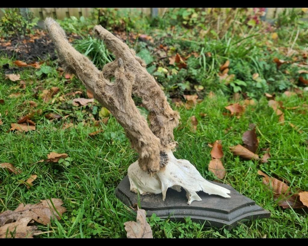 Enorme ree bok met bast gewei! Verzameling educatie veluwe, Ophalen of Verzenden, Nieuw, Hert, Schedel