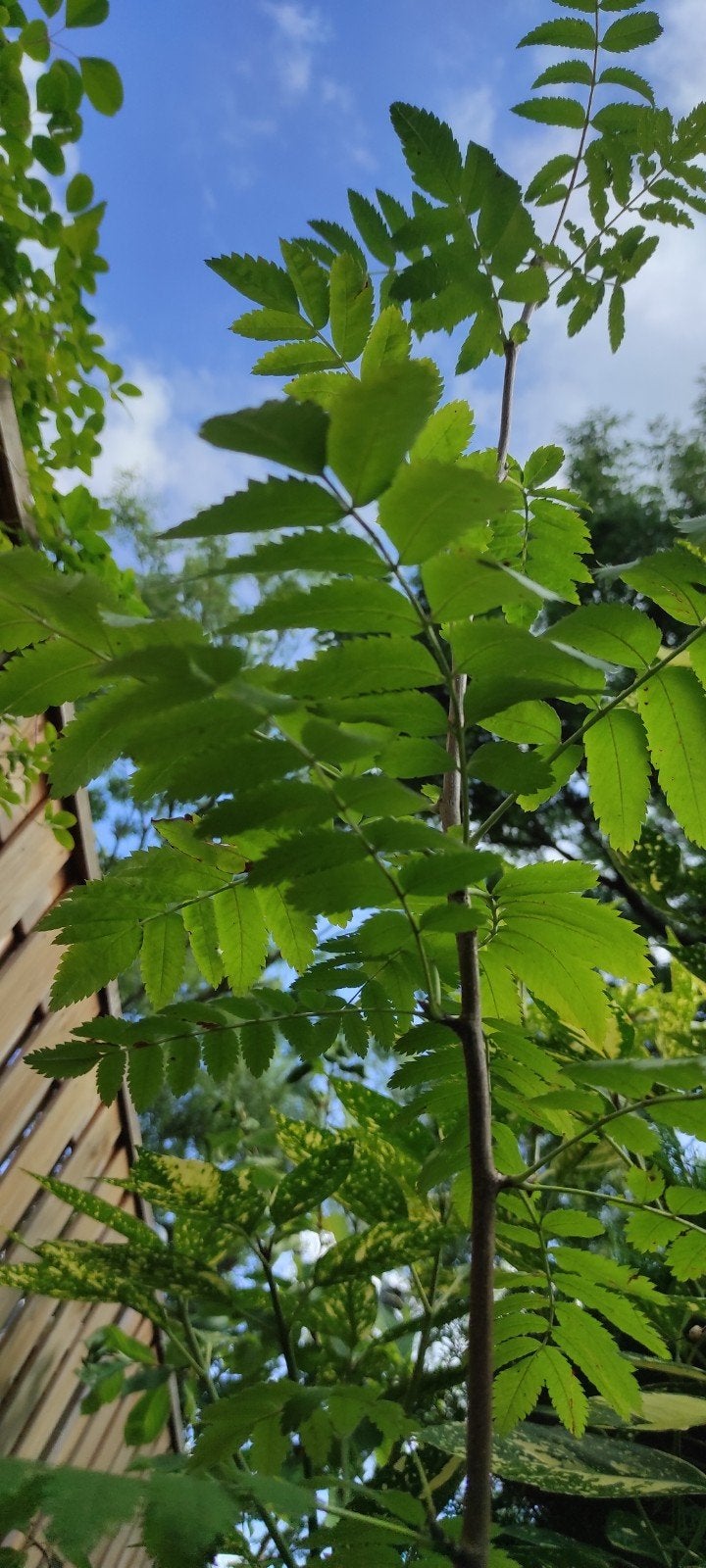 Sorbus Aucuparia Lijsterbes boom van 155 cm, Tuin en Terras, Ophalen of Verzenden, Lente, Overige soorten, 100 tot 250 cm
