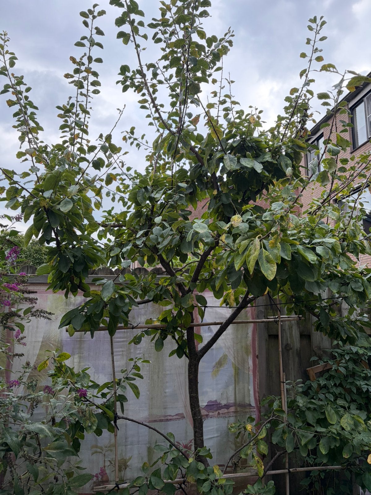 Pruimen boom . Blauwe pruimen, Ophalen, Volle zon, Overige soorten
